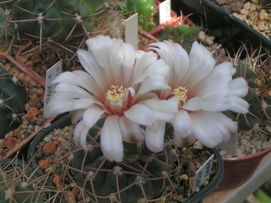 Gymnocalycium kozelskyanum